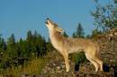 Coyote_Howl.jpg