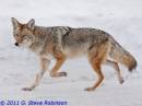 Coyote_I_-_GSR-0520.jpg