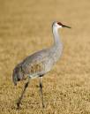 Crane_In_Field_3DF_1270_11x14.jpg