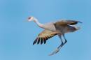 Crane_Landing_3DF_0807_12x8.jpg