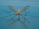 Cranefly1.jpg