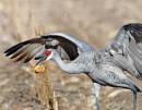 Cranes_In_Field_0537_14x11.jpg