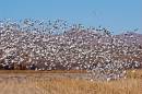 Cranes_In_Field_0801_15x10.jpg