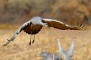Cranes_In_Field_3DF_0751_12x8.jpg