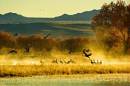 Cranes_In_Mist_2503_12x8_2.jpg