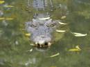 Croc2.jpg