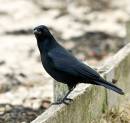 Crow1.jpg