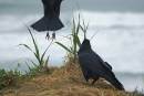 CrowLiftoff.jpg