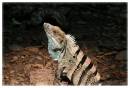 Ctenosaur.jpg