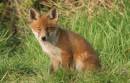 Cub_2.jpg