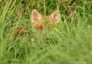 Cub_Hiding.jpg