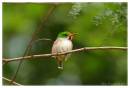 CubanTody5.jpg