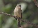 Cuban_Pewee_0333.jpg