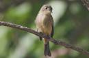 Cuban_Pewee_0344.jpg