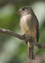 Cuban_Pewee_0352.jpg