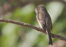 Cuban_Pewee_0452.jpg