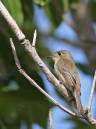 Cuban_Pewee_0642.jpg