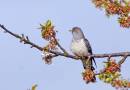 Cuckoo--2-Tree-island-1-Web.jpg