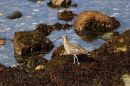 Curlew_2.jpg