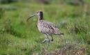 Curlew_Numenius_27-5-2019.jpg