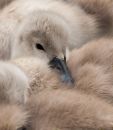 Cygnet-1.jpg