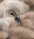 /gallery/data/501/thumbs/Cygnet-1.jpg