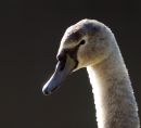 Cygnet1.JPG