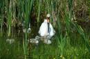 Cygnets-in-the-duckpond.jpg
