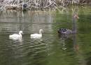 Cygnets1.jpg