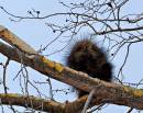 D709863_porcupine_10x8.jpg