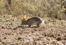 DESERT_COTTENTAIL_RABBIT_0001_RS_WM.jpg