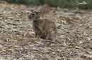 DESERT_COTTENTAIL_RABBIT_WM_RS_0003.jpg