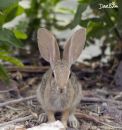 DESERT_COTTENTAIL_RABBIT_WM_RS_0005.jpg