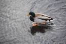DRAKE_MALLARD_ICE_3.jpg