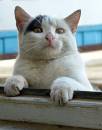 DSC00387a.jpg