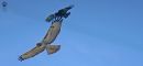 DSC00628s.jpg