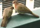 DSC01216a.jpg