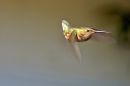 DSC02571s.jpg