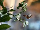 DSC03715-MLF-Orange.jpg