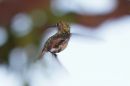 DSC04433s.jpg