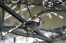DSC04938Sparrow.jpg