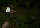 DSC05492--.jpg