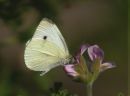 DSC05493-CabbageBF.jpg