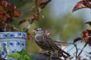 DSC05706-s.jpg
