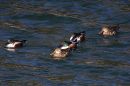 DSC07493-s.jpg