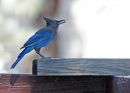 DSC09432_S1.jpg