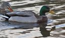 DSC09868-s.jpg
