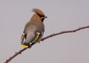 DSC2349.jpg