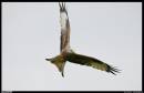 DSC2472small.jpg