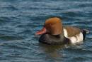 DSC2811_Red_Crested_Pochard.jpg